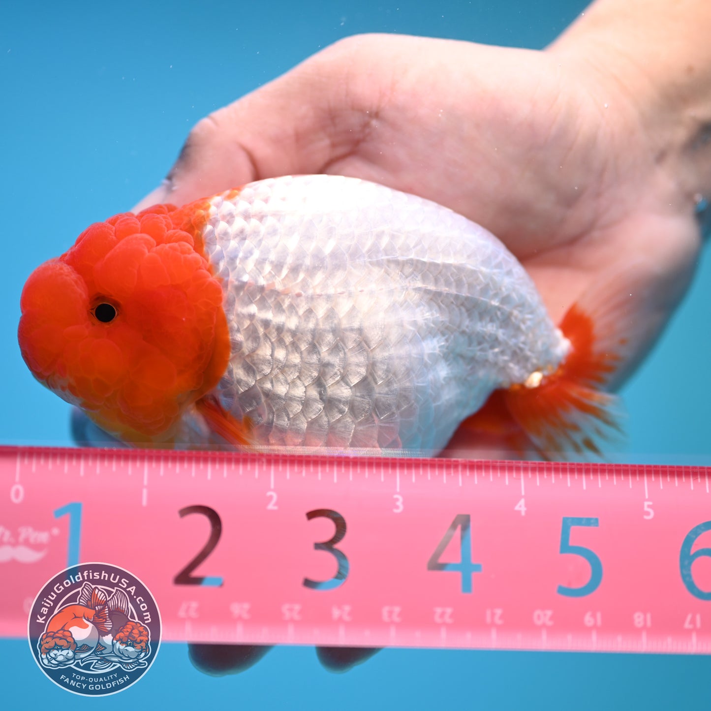 Red White Buffalo Ranchu 4.5 inch Body (250815_RC05)