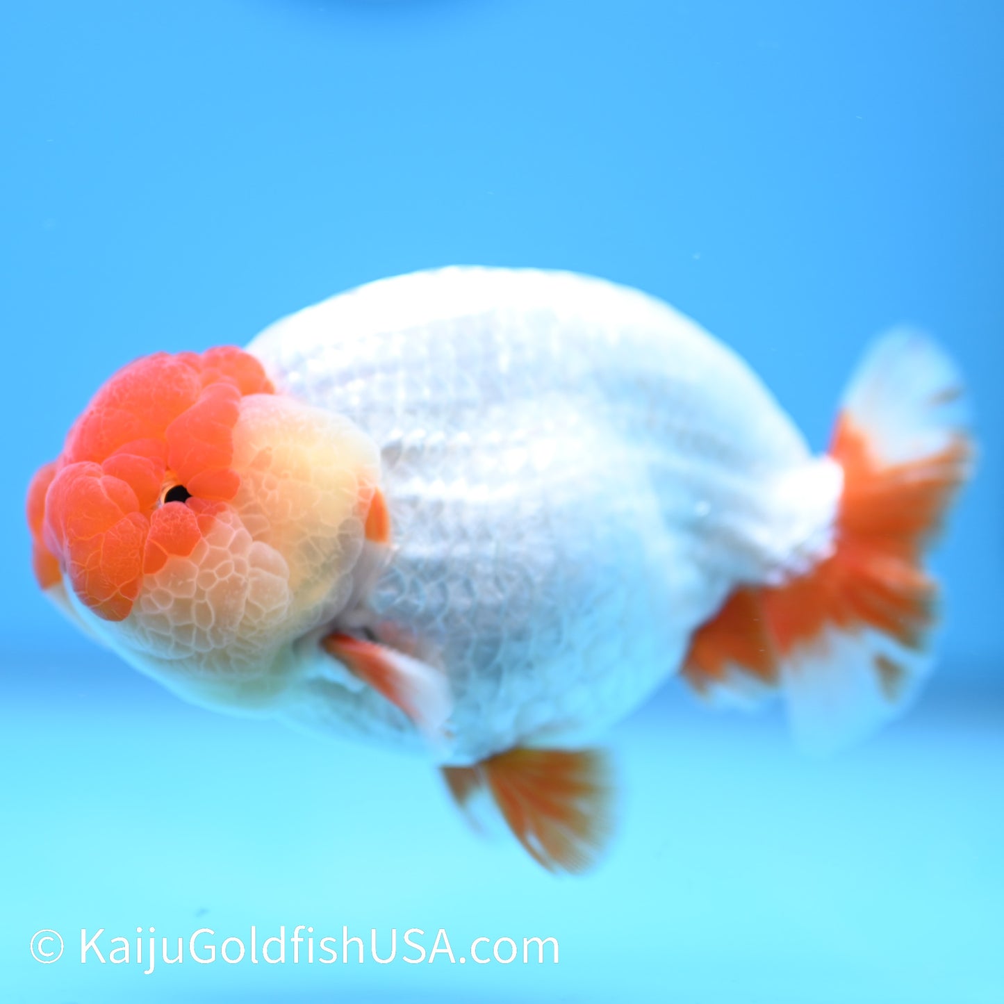 Red White Buffalo Ranchu 4.5 - 5 inches (240322_RC05) - Kaiju Goldfish USA