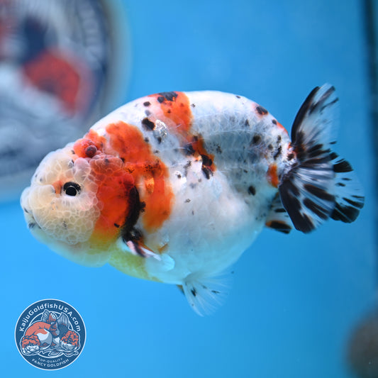 Calico Ranchu 4 inches Body (250516_RC05)