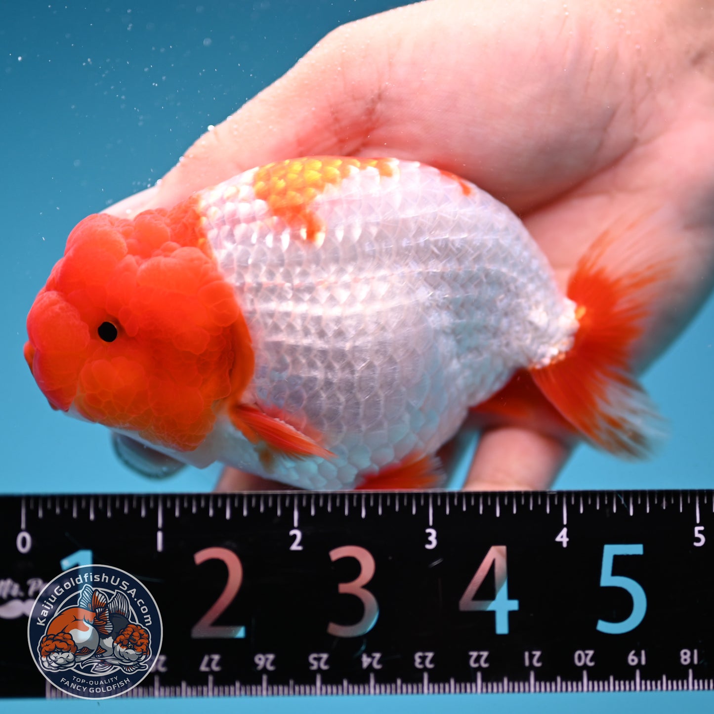 Red Head Buffalo Ranchu 4 inch Body (250912_RC05)