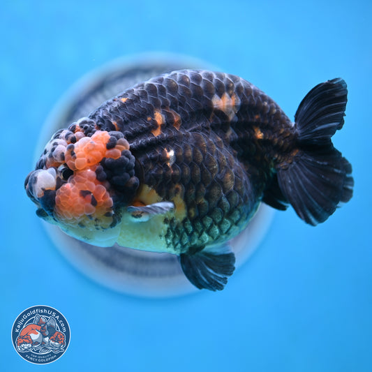 Jumbo Heavy Ink Cow Ranchu 5 inches Body - Male (250117_RC05) - Kaiju Goldfish USA