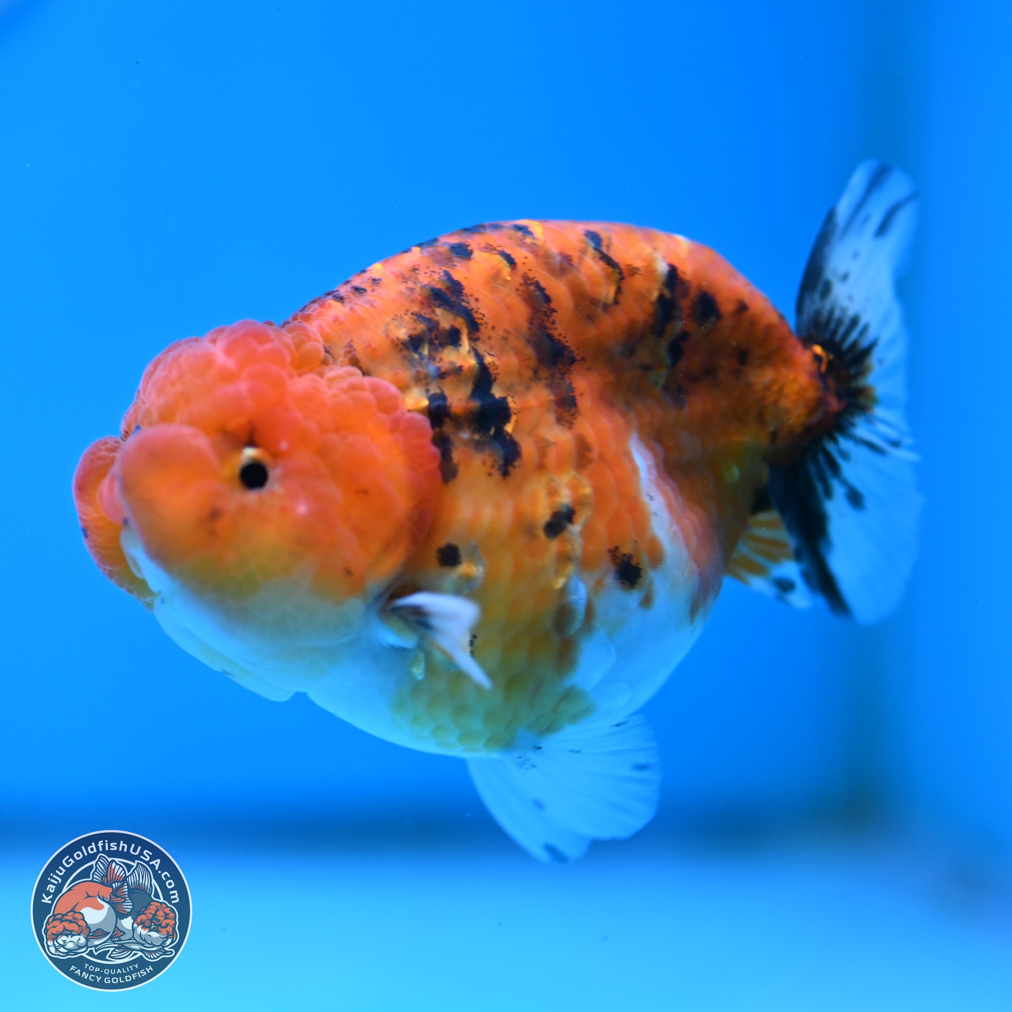 Tricolor Tiger Ranchu Goldfish for Sale | Kaiju Goldfish USA