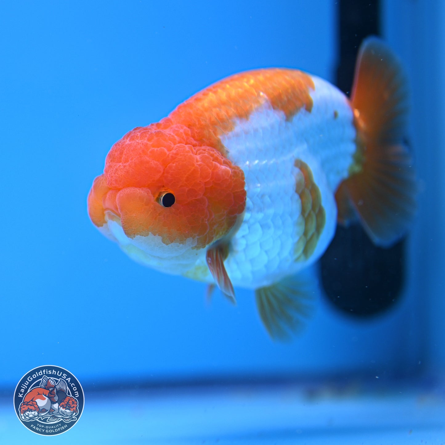 Red White Lionchu 3.5in Body (240823_RC05) - Kaiju Goldfish USA