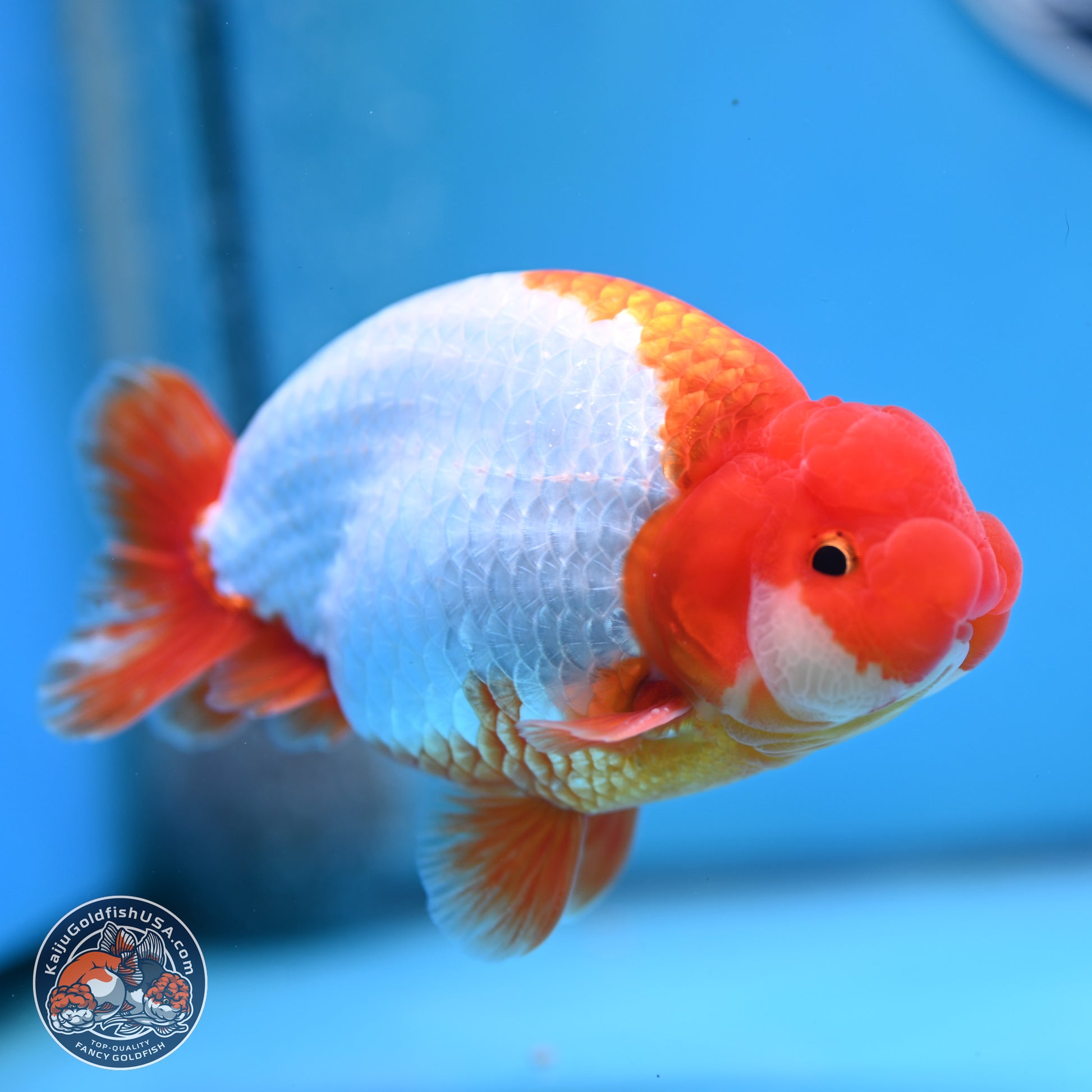 AAA Grade Red White Buffalo Ranchu 5 inches (241025_RC05) - Kaiju Goldfish USA