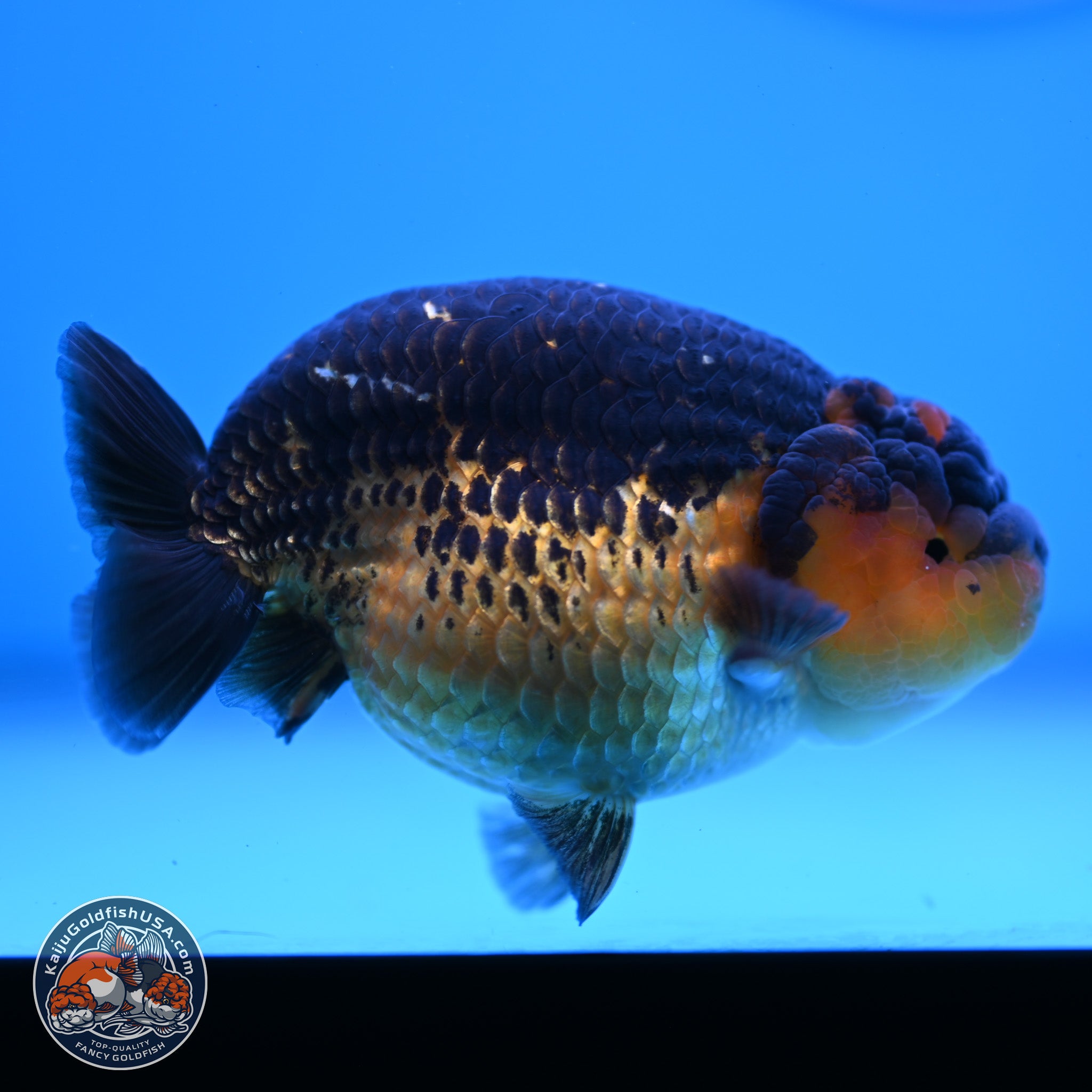 Apache Ranchu Goldfish for Sale | Kaiju Goldfish USA