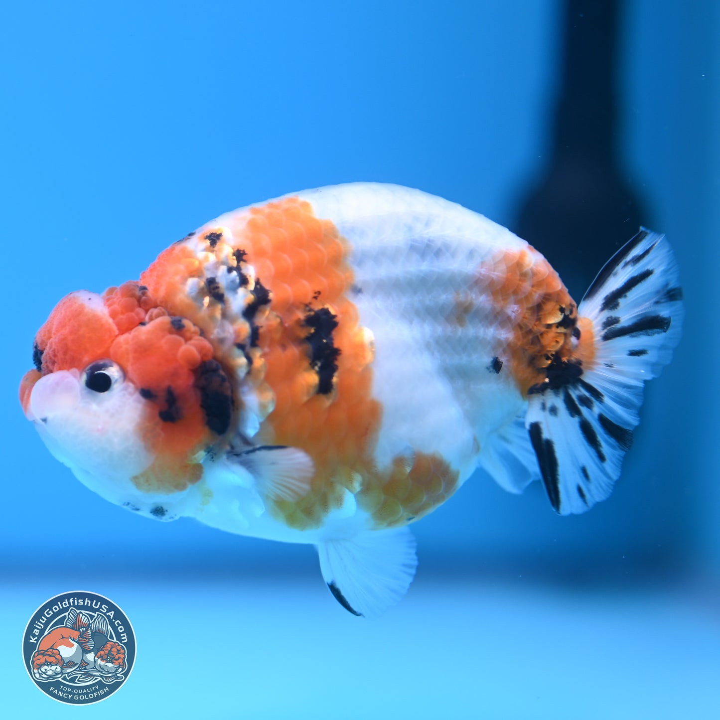 Tricolor Sakura Ranchu 3.5 inches Body - Male (241227_RC05)