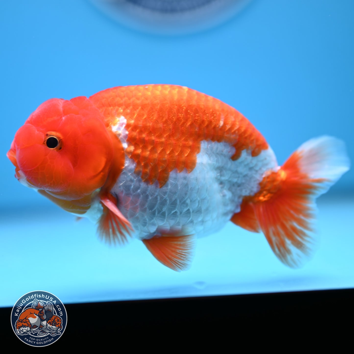 Red White Buffalo Ranchu 4.5-5.5 in (241011_RC05) - Kaiju Goldfish USA