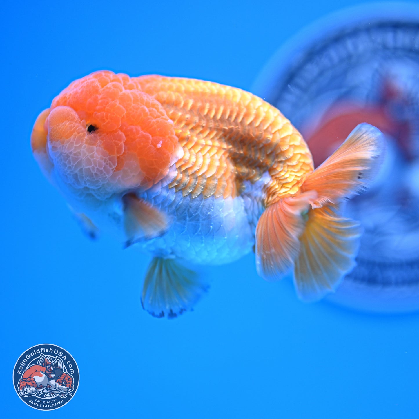 A Grade Red White Lionchu 4-4.5 inches (240906_RC05) - Kaiju Goldfish USA