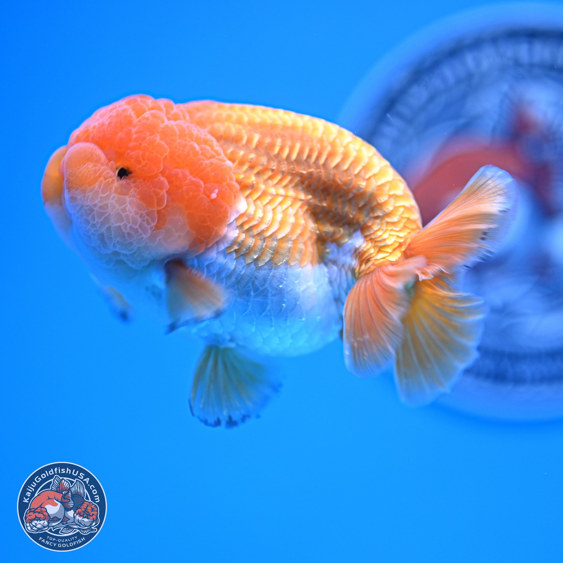 A Grade Red White Lionchu 4-4.5 inches (240906_RC05) - Kaiju Goldfish USA