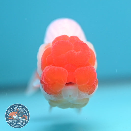 Red Face Buffalo Ranchu 4 inch Body (250919_RC05)