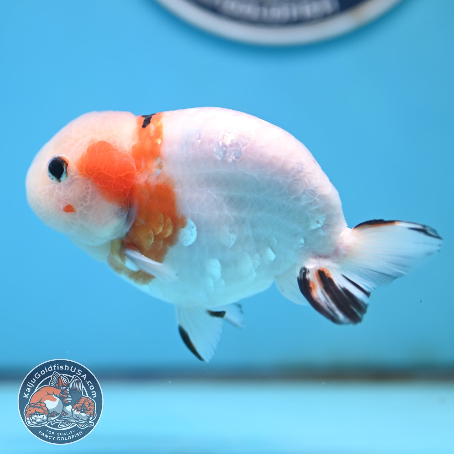 Cow Ranchu 4 inches Body - Male  (250418_RC05)