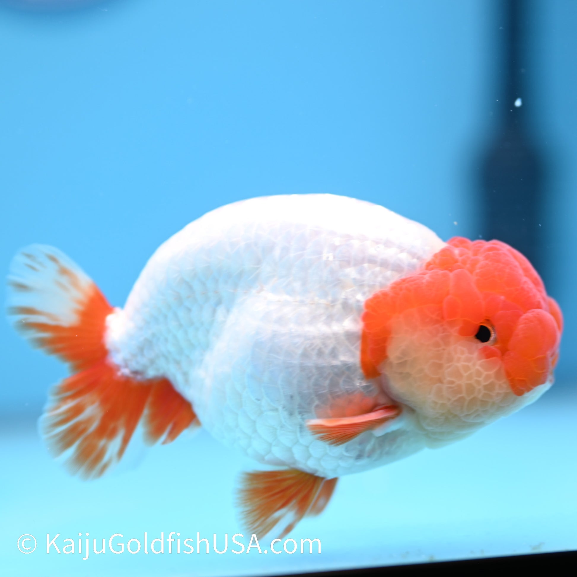 Red White Buffalo Ranchu 4.5 - 5 inches (240322_RC05) - Kaiju Goldfish USA