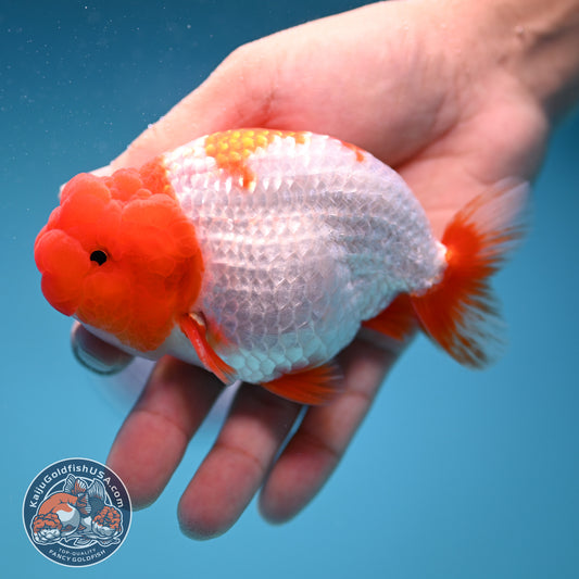 Red Head Buffalo Ranchu 4 inch Body (250912_RC05)