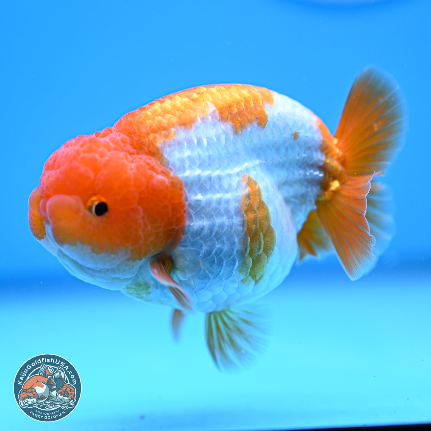 Red White Lionchu 3.5in Body (240823_RC05) - Kaiju Goldfish USA