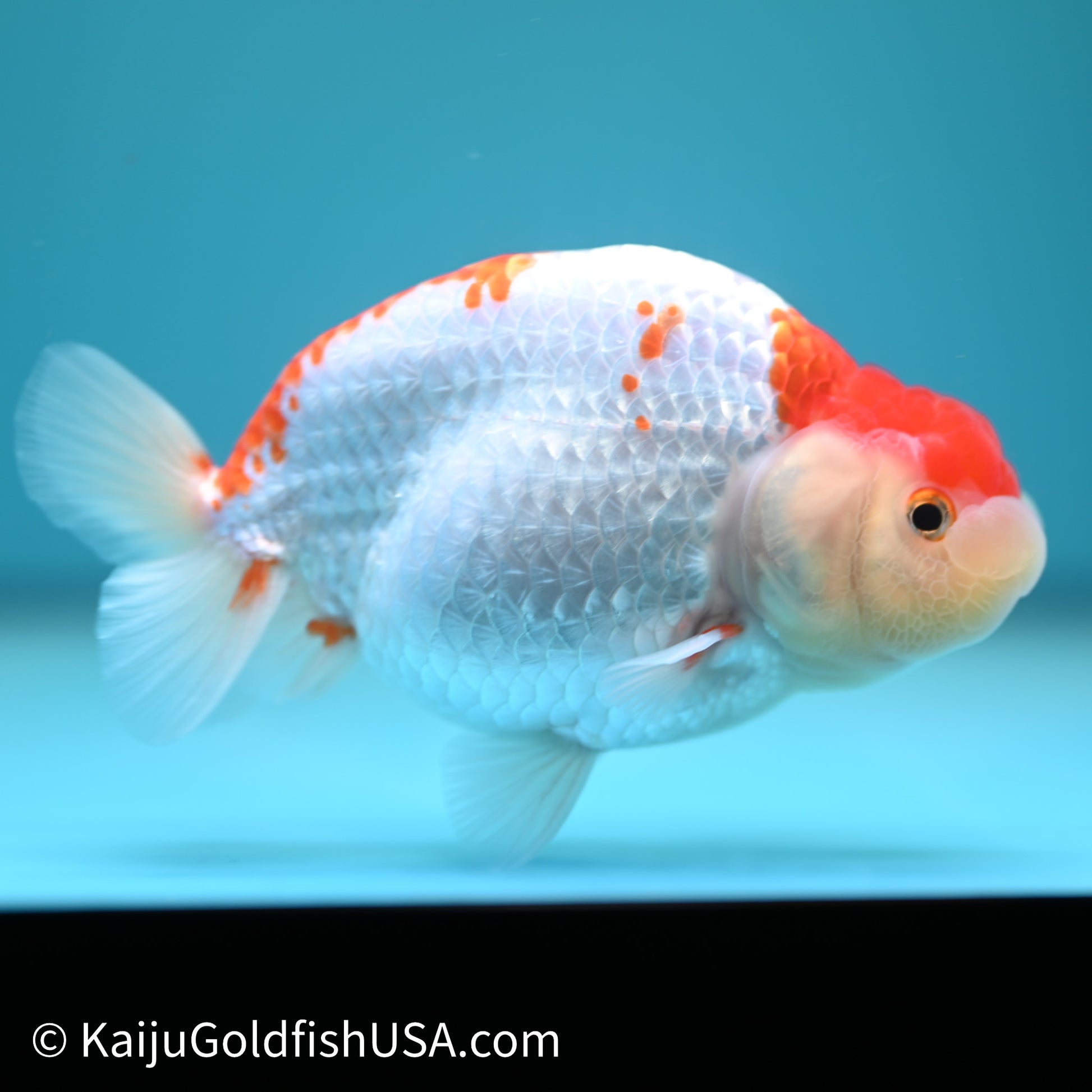 Red White Buffalo Ranchu 4in Body (240614_RC05) - Kaiju Goldfish USA