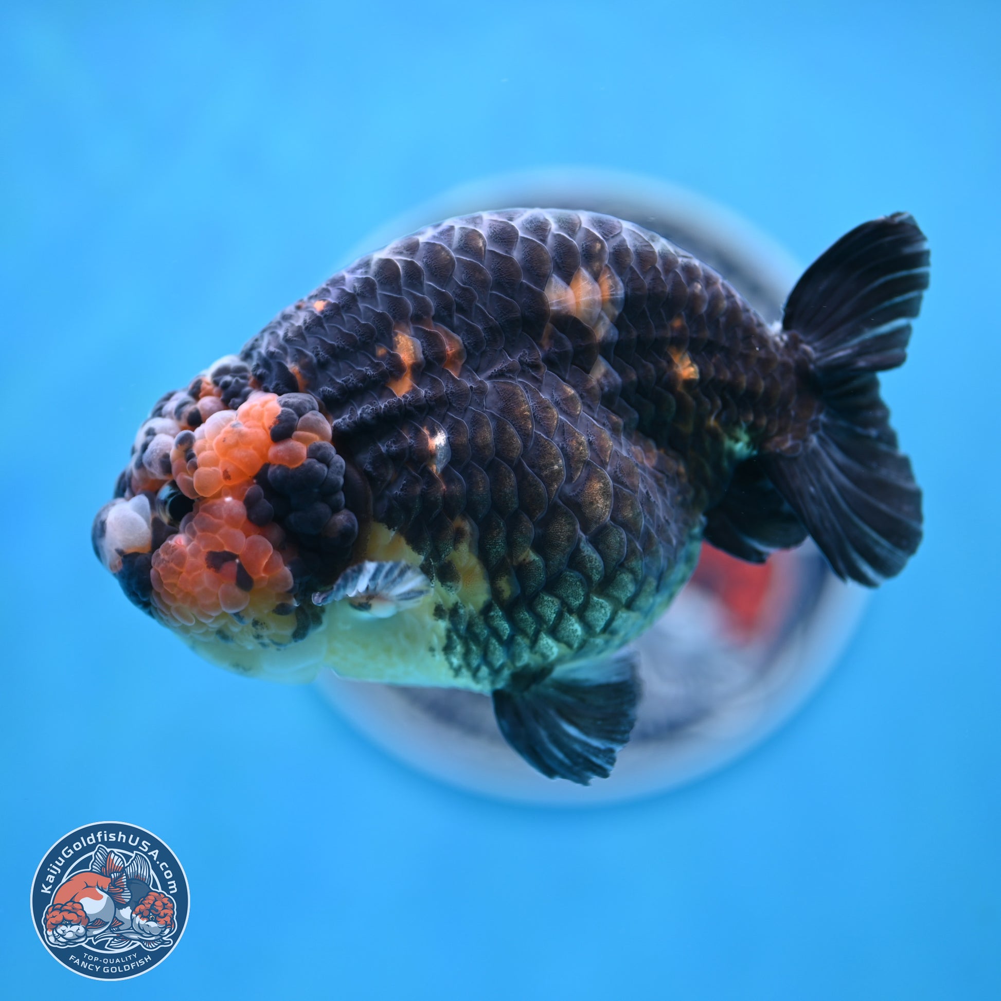 Jumbo Heavy Ink Cow Ranchu 5 inches Body - Male (250117_RC05) - Kaiju Goldfish USA