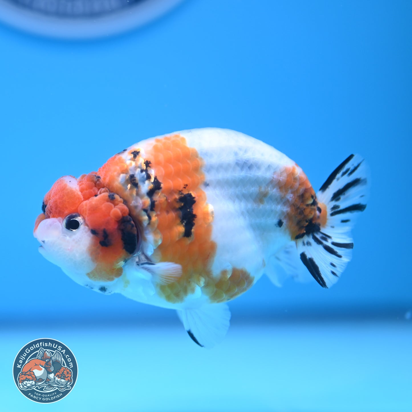 Tricolor Sakura Ranchu 3.5 inches Body - Male (241227_RC05)