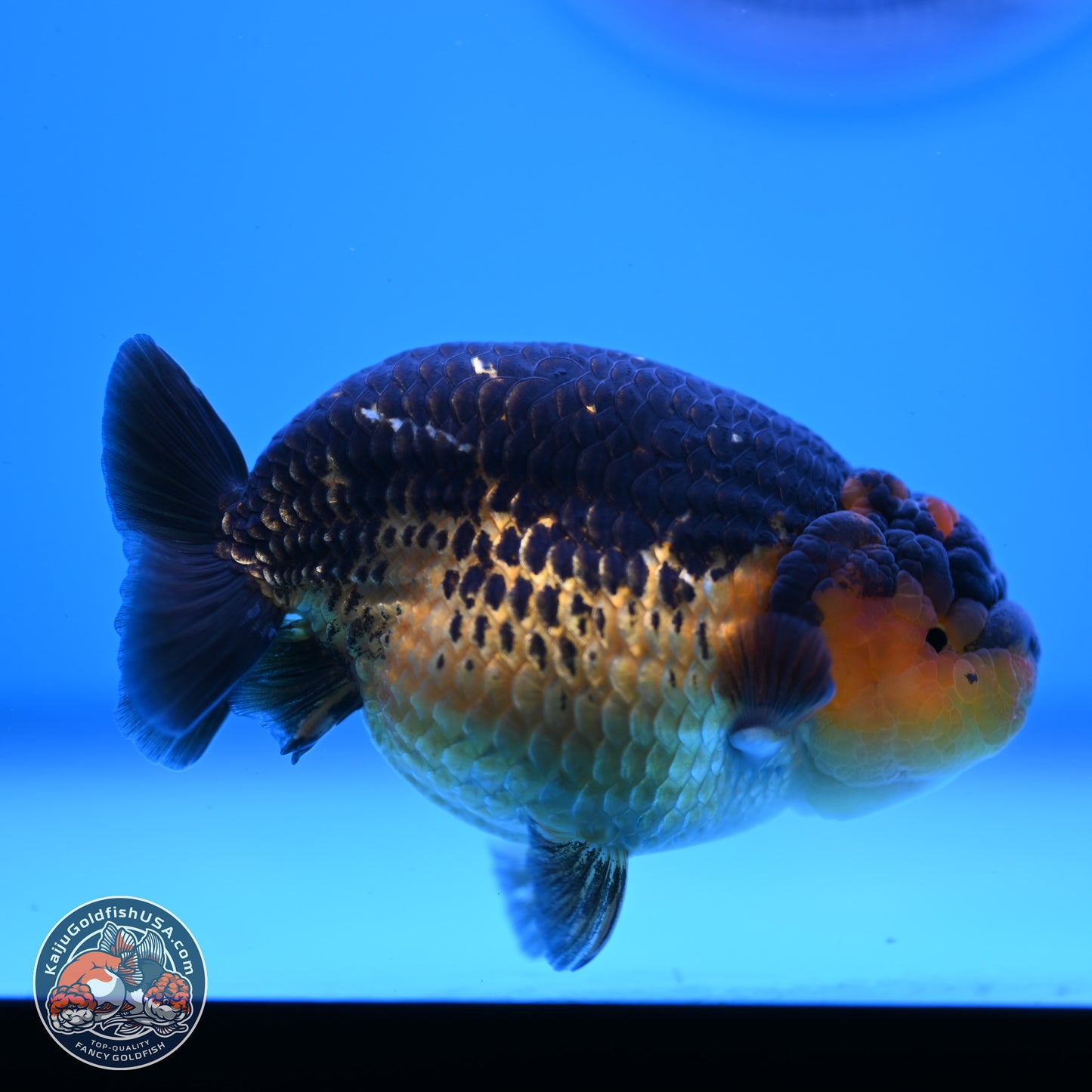 Ranchu inch Body (250812_RC05)