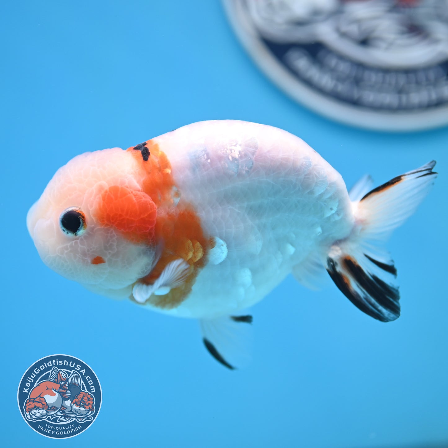 Cow Ranchu 4 inches Body - Male  (250418_RC05)