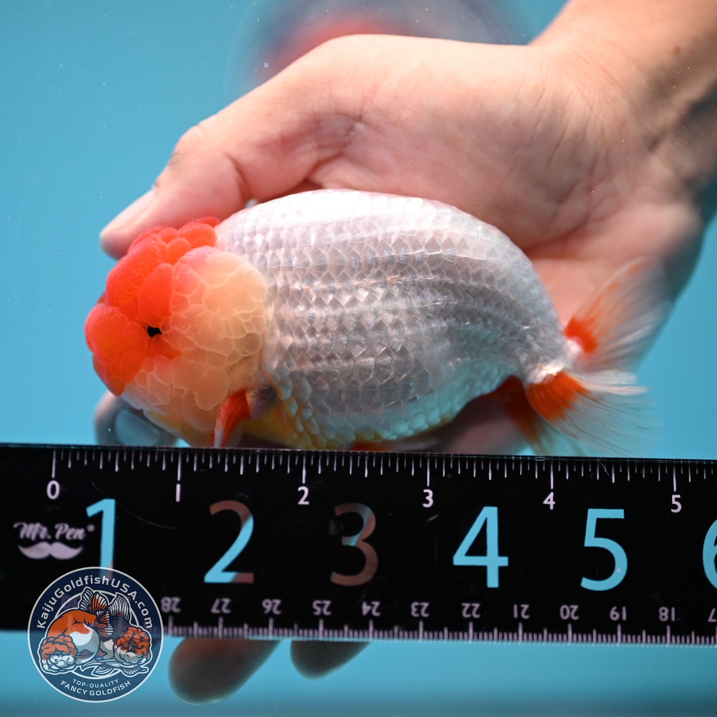 Red Face Buffalo Ranchu 4 inch Body (250919_RC05)