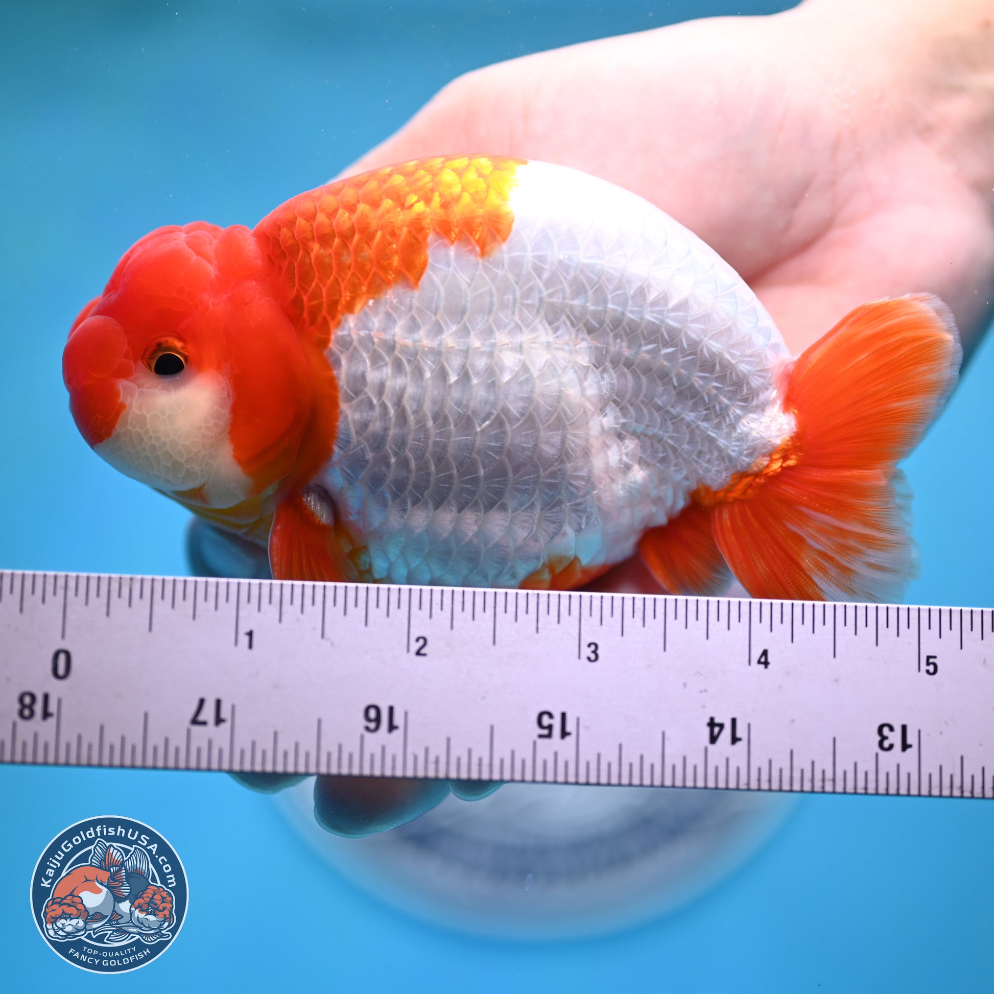 AAA Grade Red White Buffalo Ranchu 5 inches (241025_RC05) - Kaiju Goldfish USA