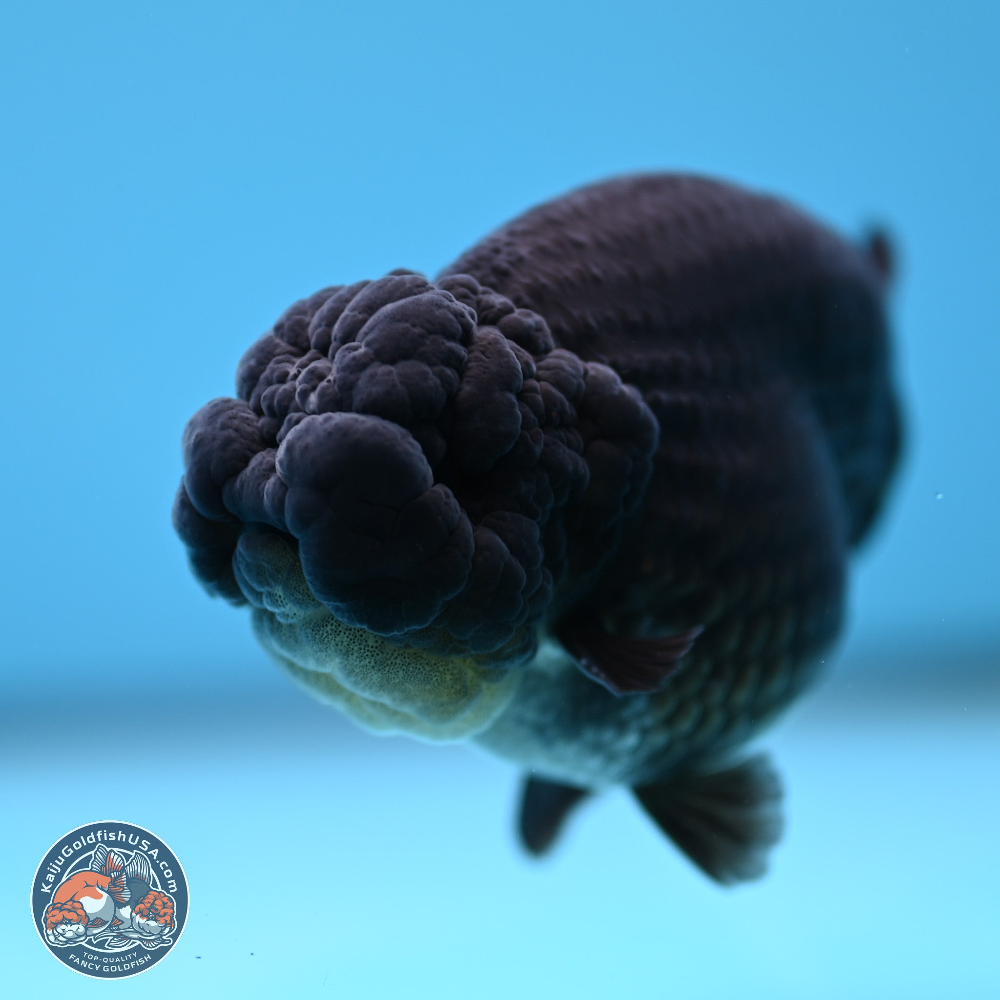 Top-Quality Fancy Goldfish For Sale – Kaiju Goldfish USA