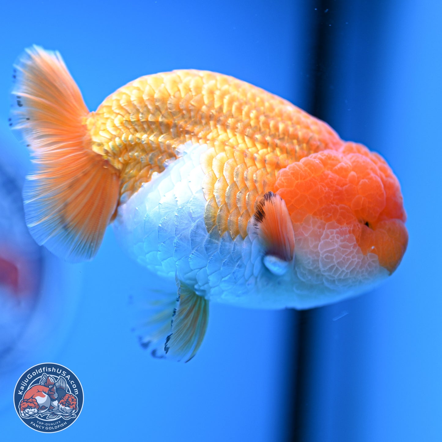 A Grade Red White Lionchu 4-4.5 inches (240906_RC05) - Kaiju Goldfish USA