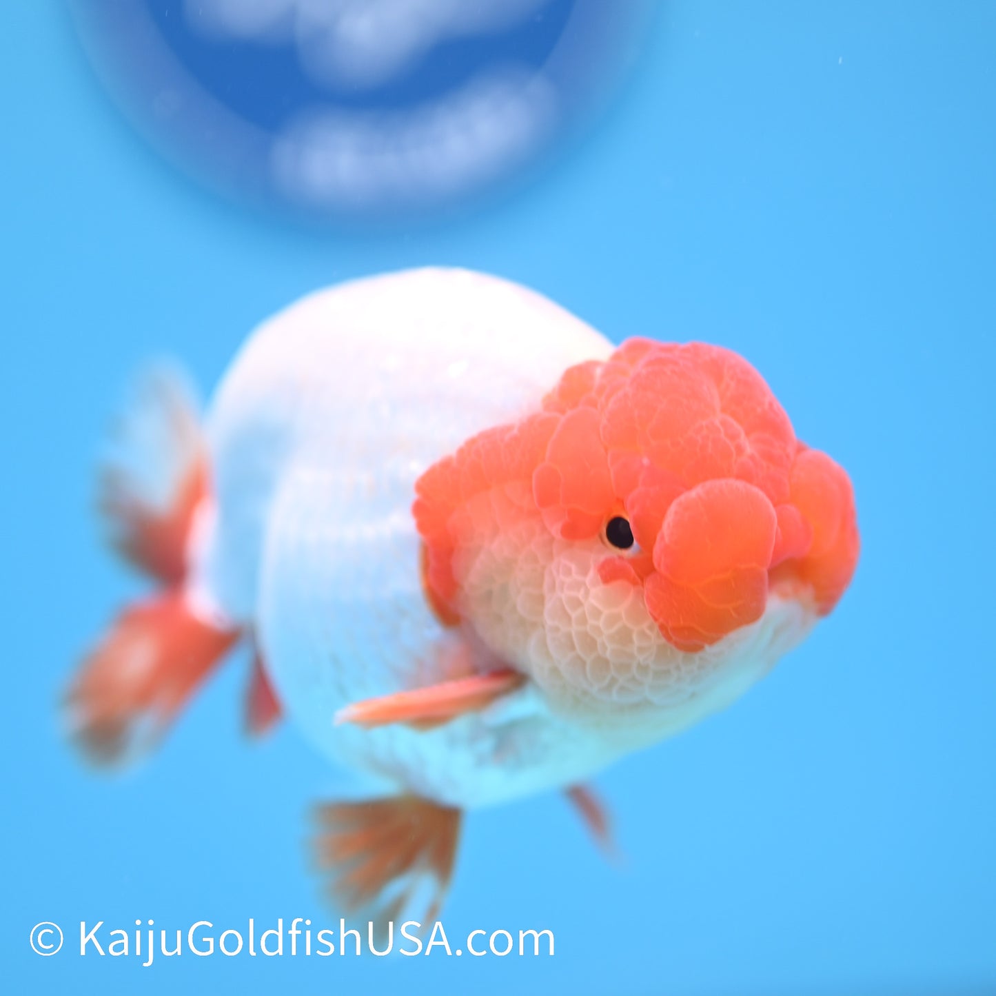 Red White Buffalo Ranchu 4.5 - 5 inches (240322_RC05) - Kaiju Goldfish USA