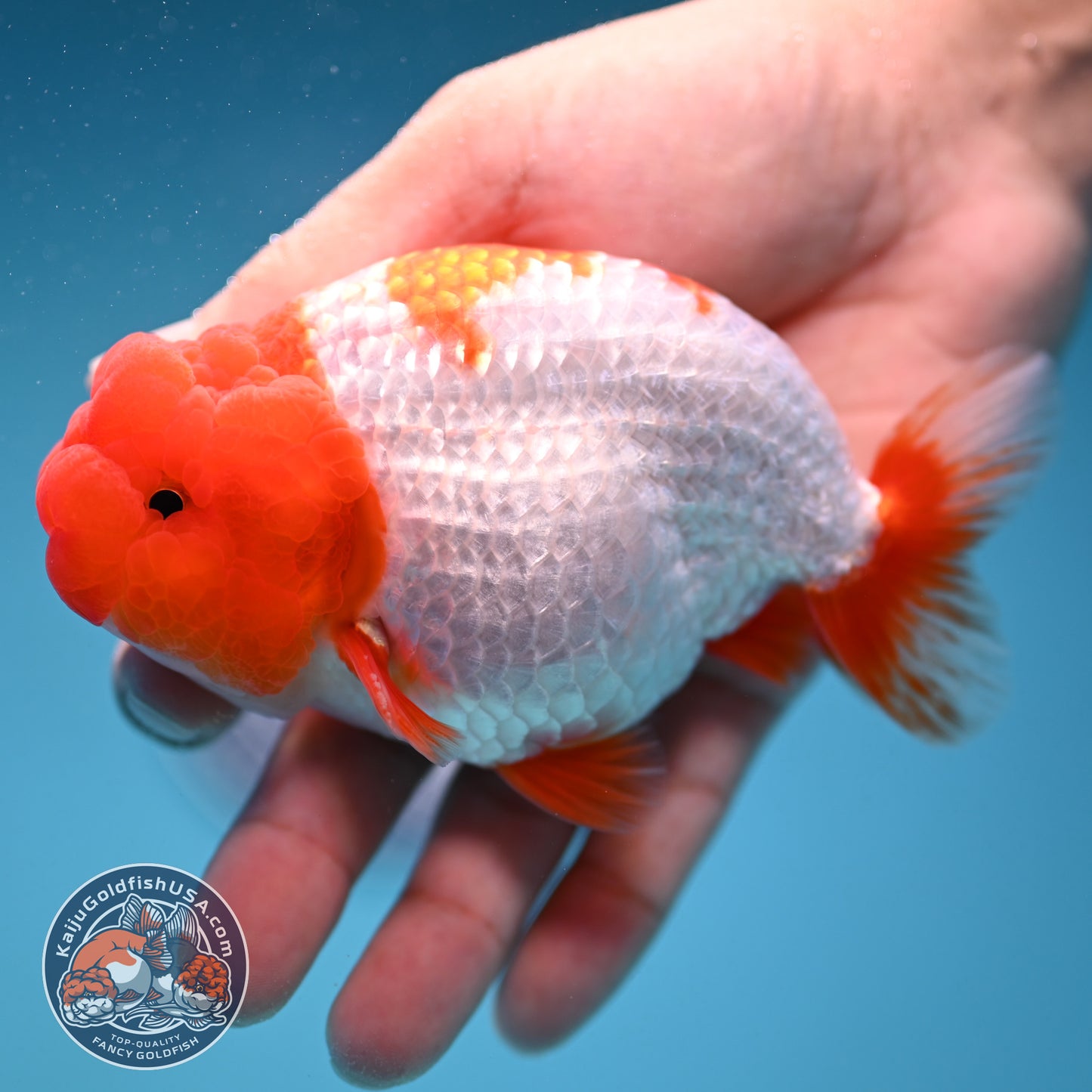 Red Head Buffalo Ranchu 4 inch Body (250912_RC05)