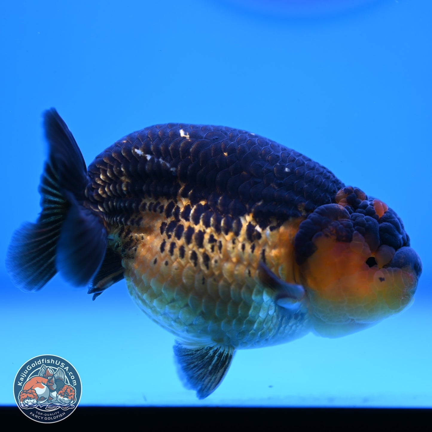 Ranchu inch Body (250812_RC05)