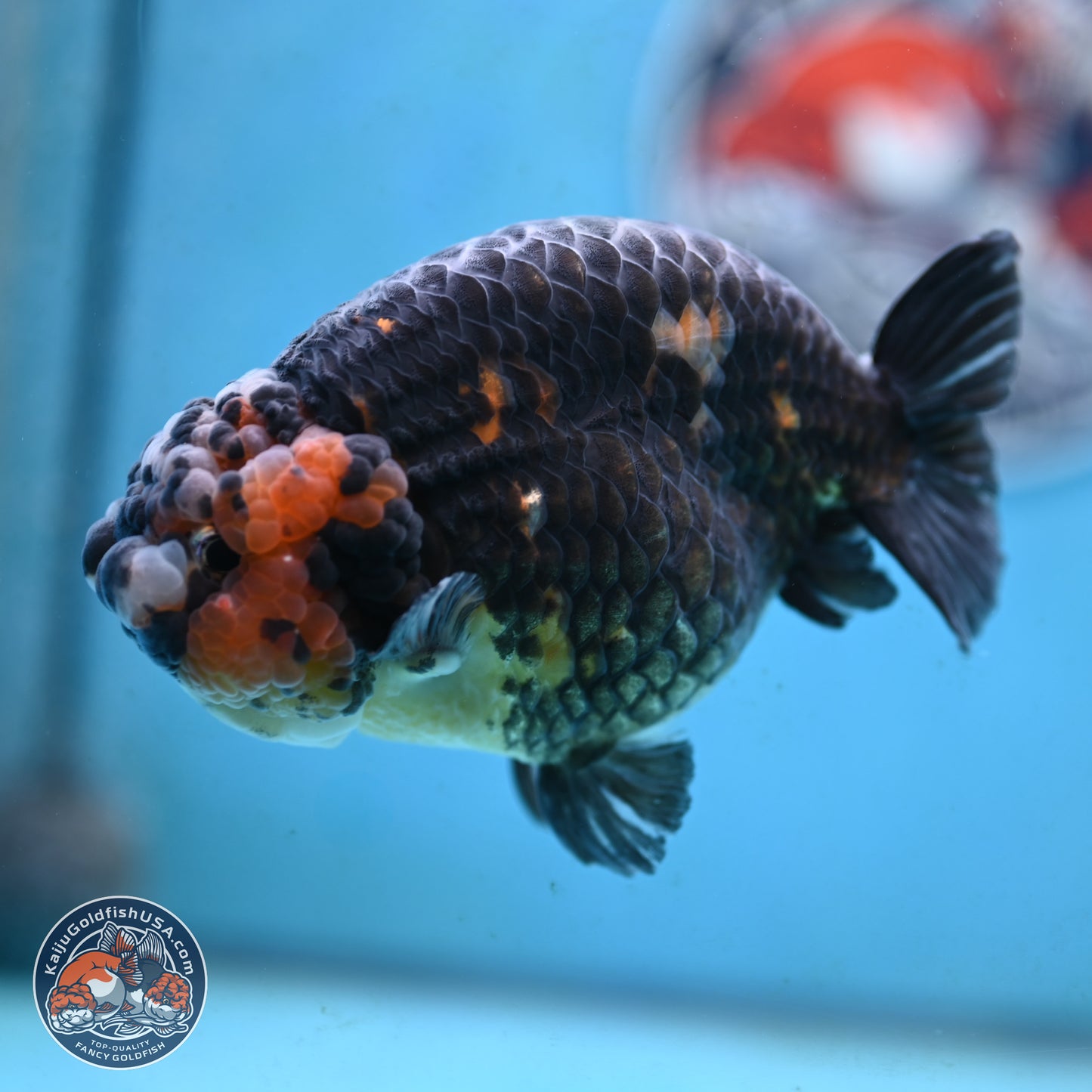Jumbo Heavy Ink Cow Ranchu 5 inches Body - Male (250117_RC05) - Kaiju Goldfish USA