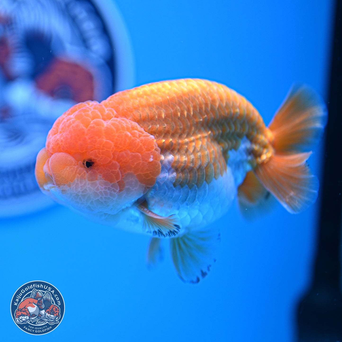 A Grade Red White Lionchu 4-4.5 inches (240906_RC05) - Kaiju Goldfish USA