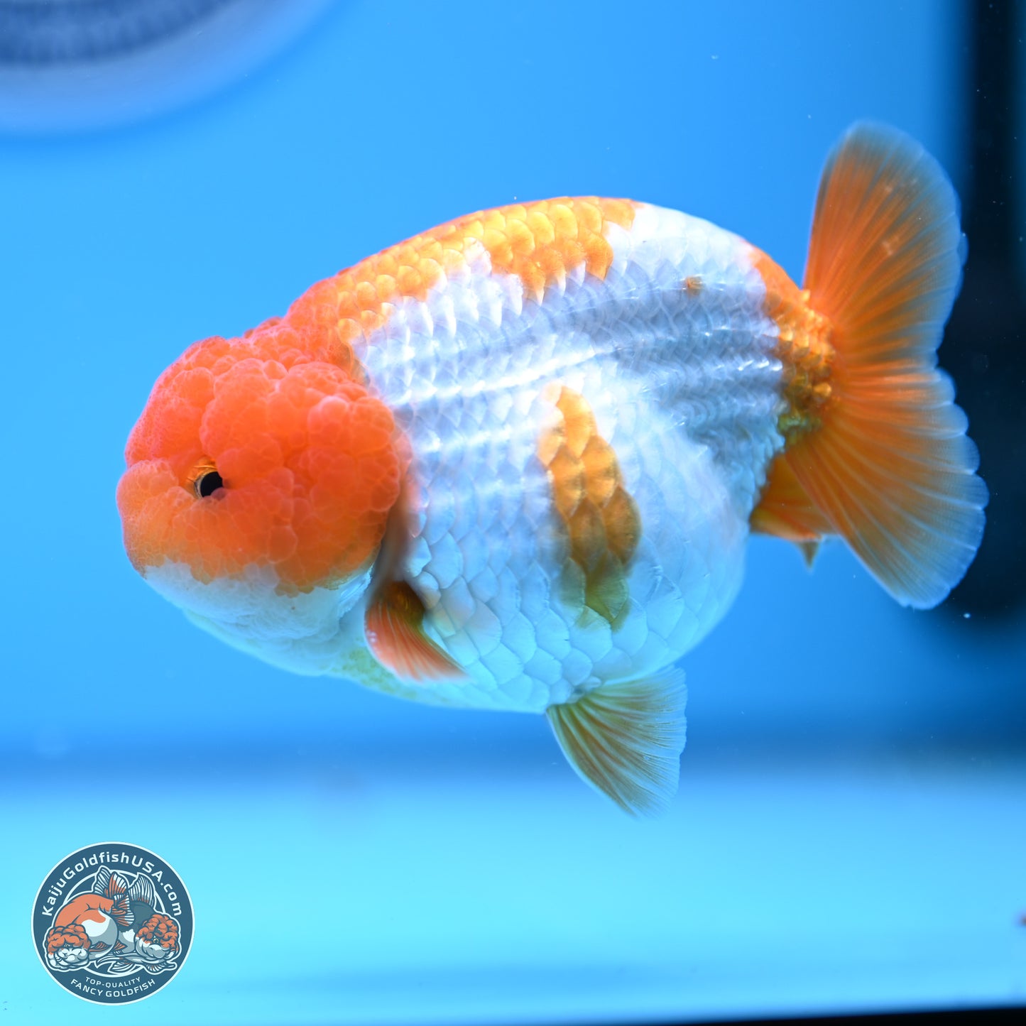 Red White Lionchu 3.5in Body (240823_RC05) - Kaiju Goldfish USA