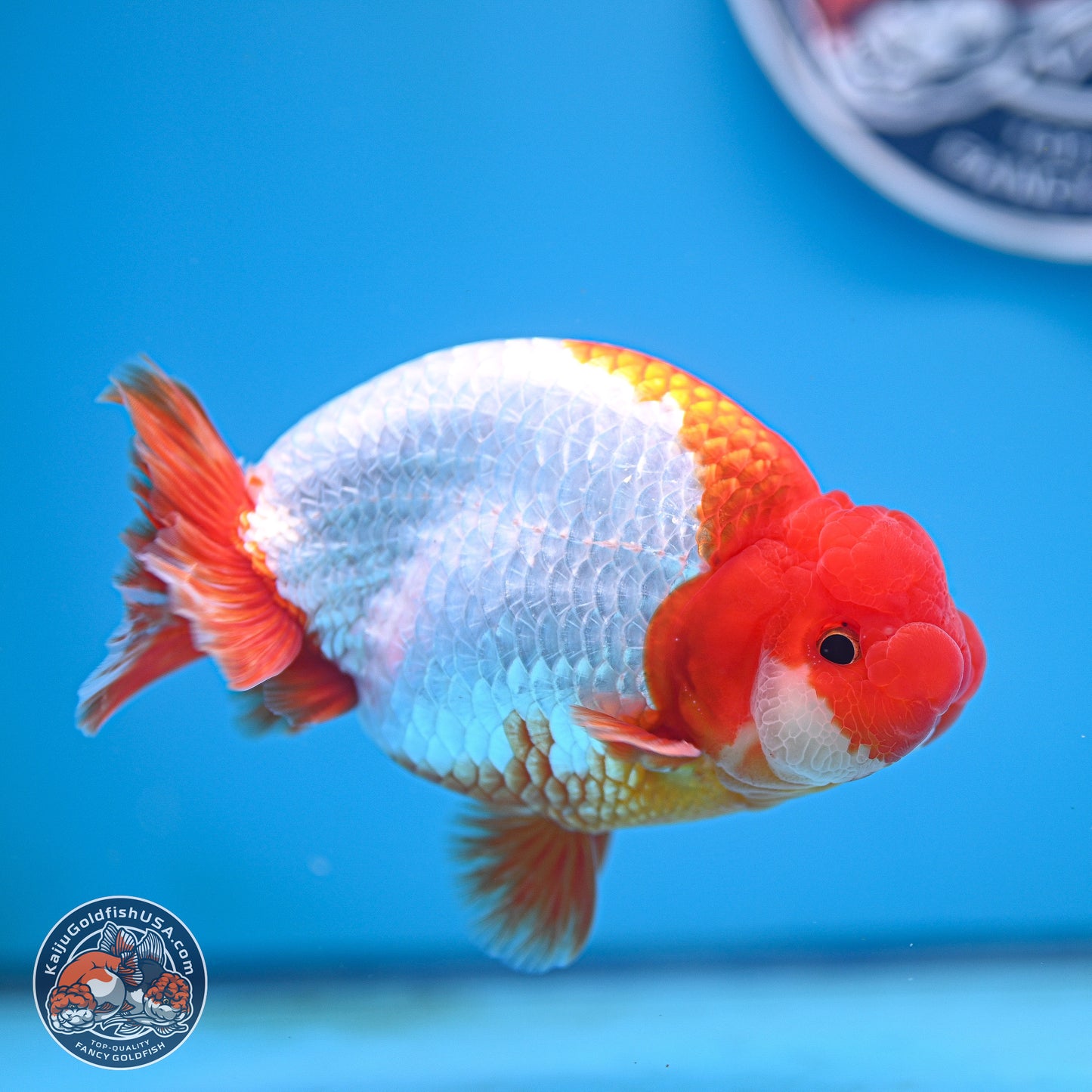 AAA Grade Red White Buffalo Ranchu 5 inches (241025_RC05) - Kaiju Goldfish USA