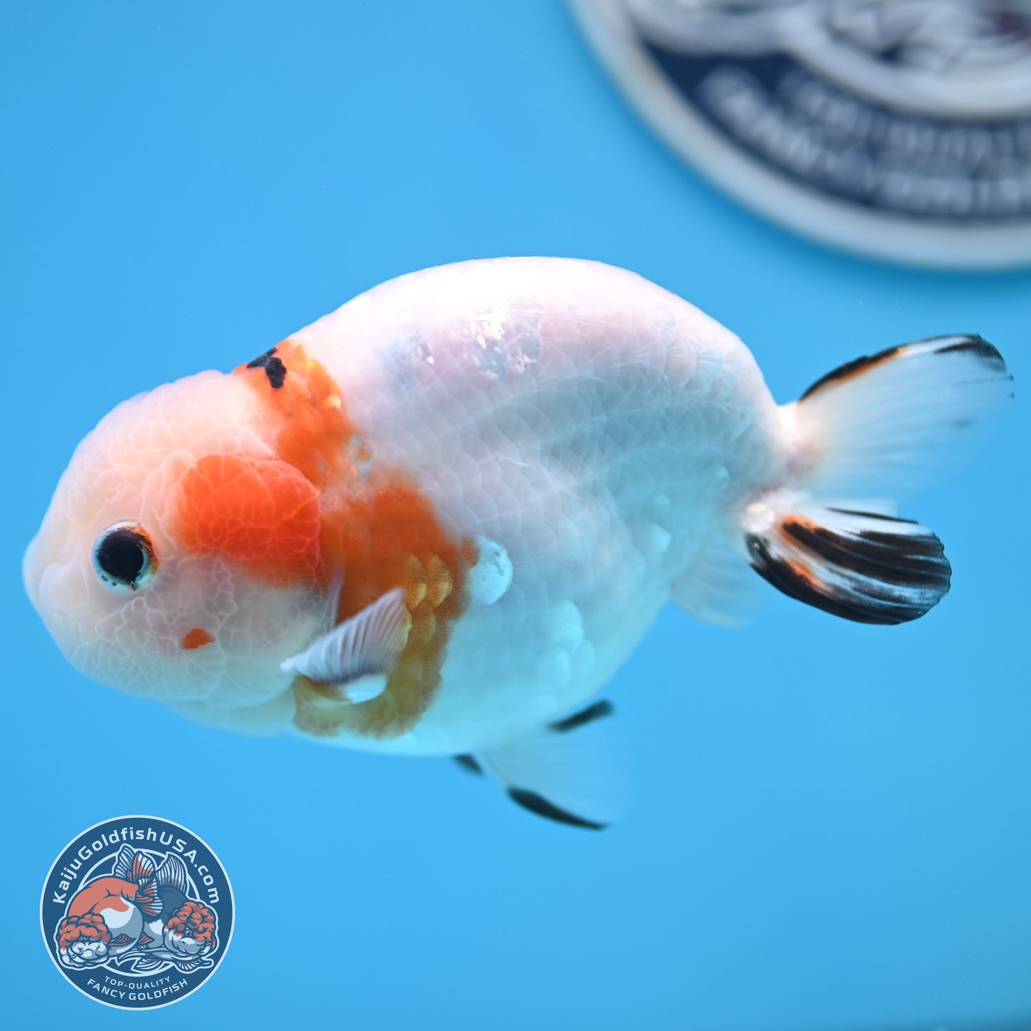 Cow Ranchu 4 inches Body - Male  (250418_RC05)