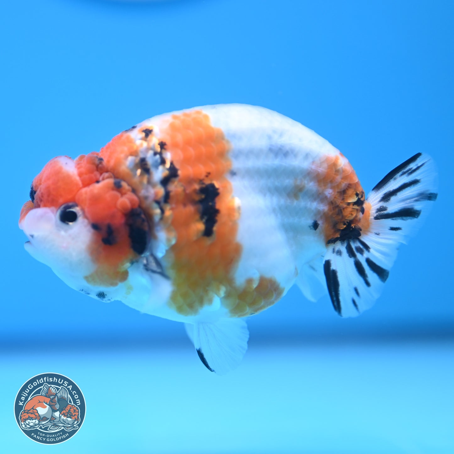 Tricolor Sakura Ranchu 3.5 inches Body - Male (241227_RC05)