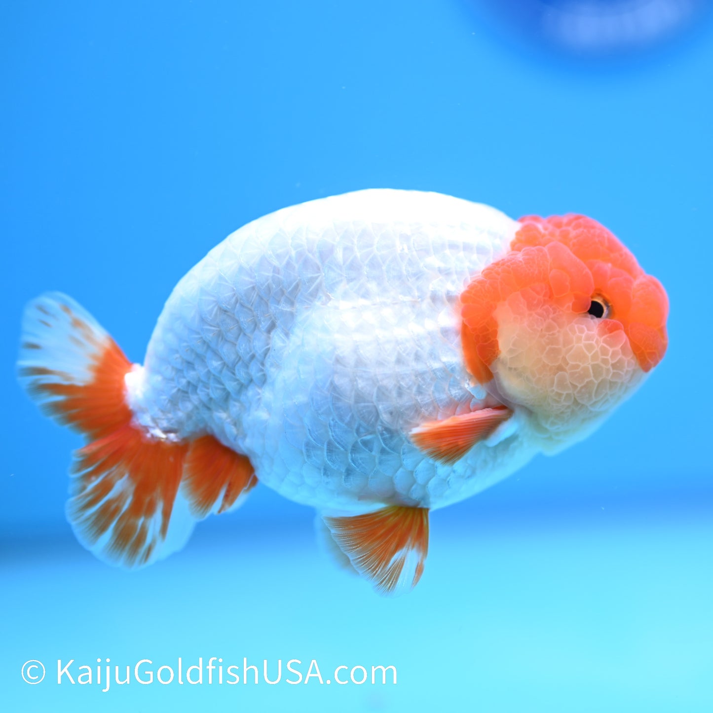 Red White Buffalo Ranchu 4.5 - 5 inches (240322_RC05) - Kaiju Goldfish USA