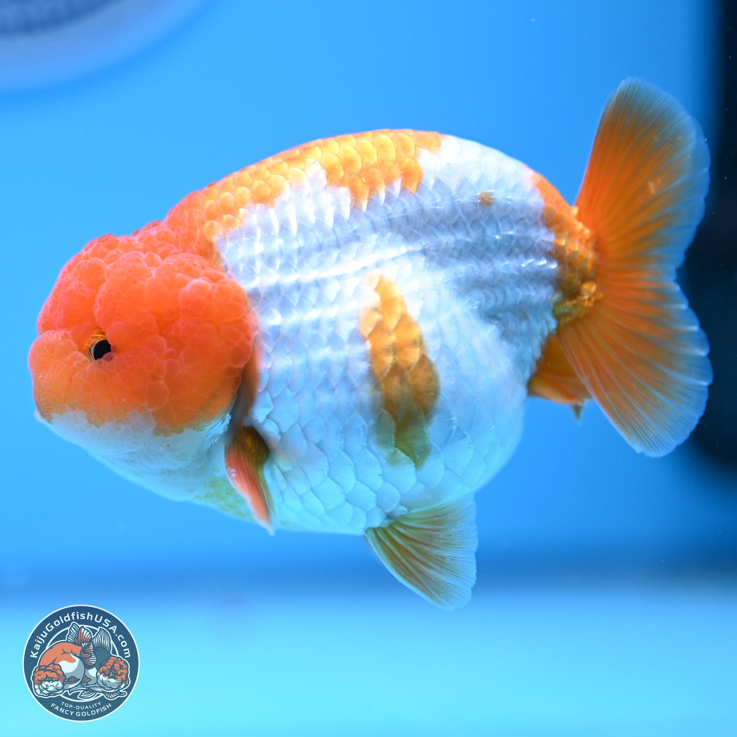 Red White Lionchu 3.5in Body (240823_RC05) - Kaiju Goldfish USA