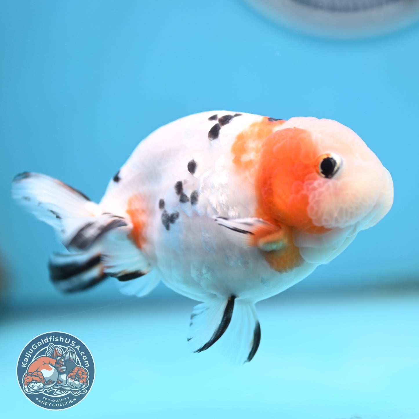 Cow Ranchu 4 inches Body - Male  (250418_RC05)