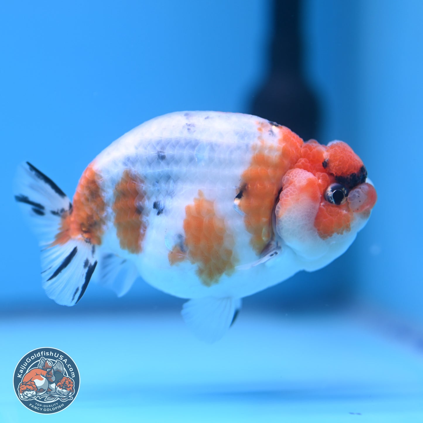 Tricolor Sakura Ranchu 3.5 inches Body - Male (241227_RC05) - Kaiju Goldfish USA