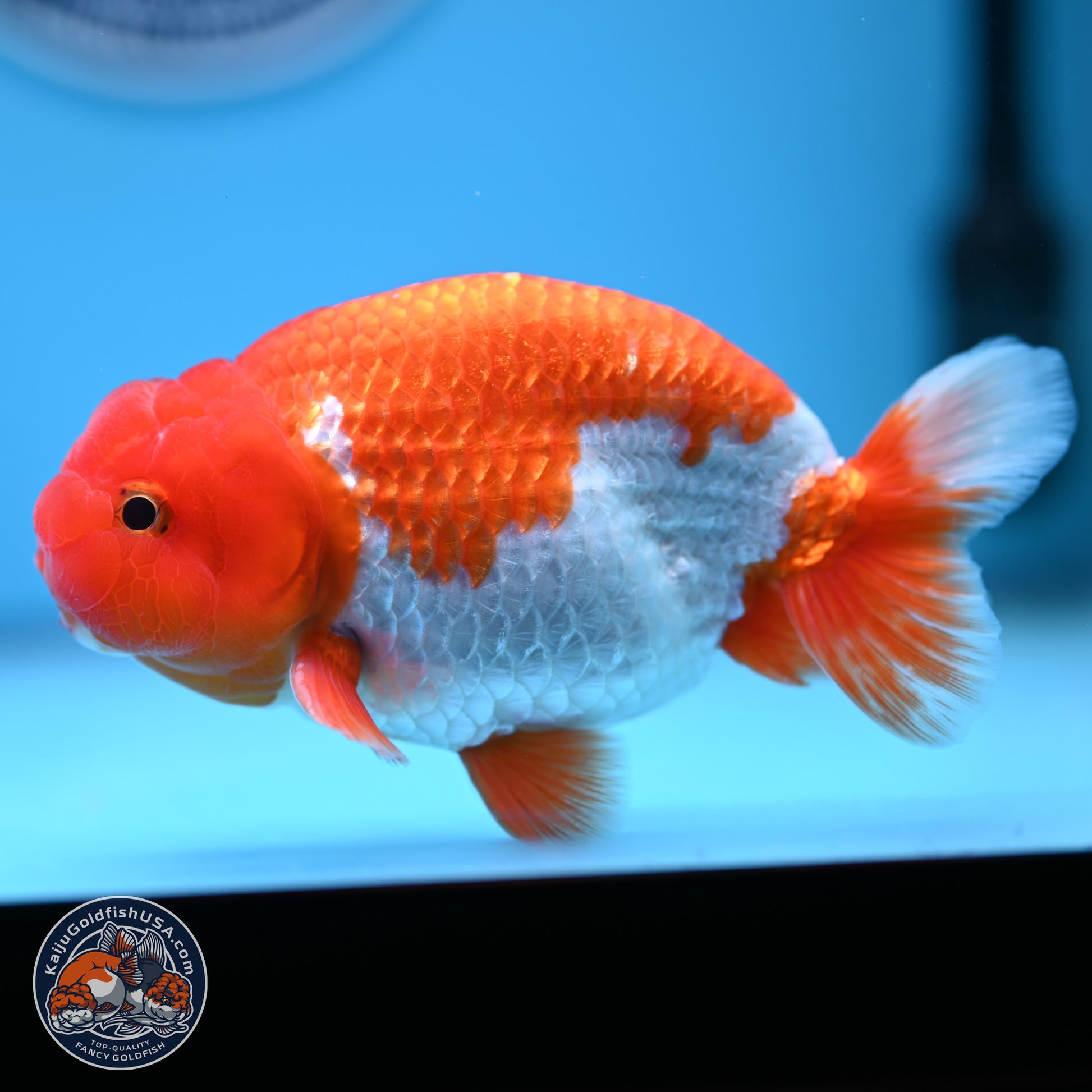 Red White Buffalo Ranchu 4.5-5.5 in (241011_RC05) - Kaiju Goldfish USA