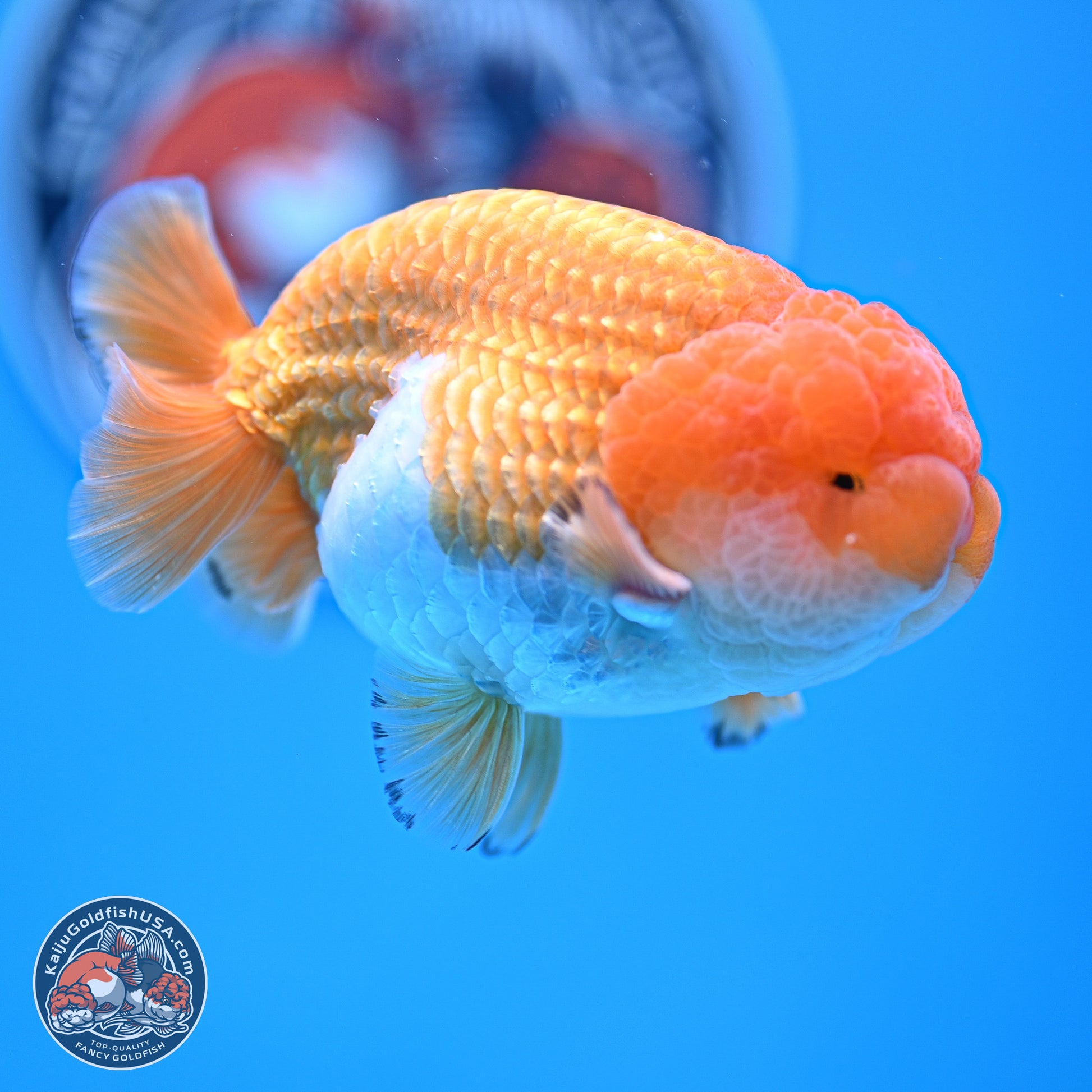 A Grade Red White Lionchu 4-4.5 inches (240906_RC05) - Kaiju Goldfish USA