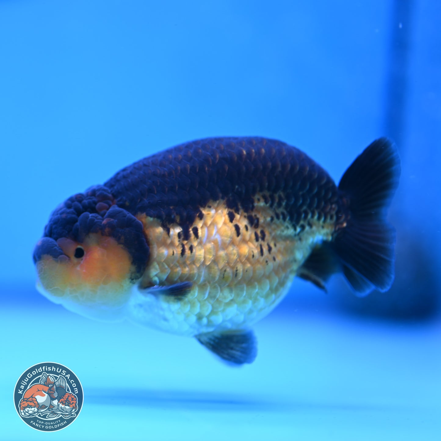 Ranchu inch Body (250812_RC05)