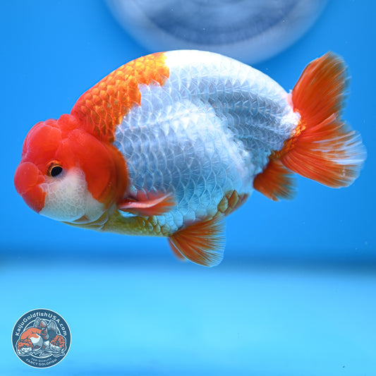 AAA Grade Red White Buffalo Ranchu 5 inches (241025_RC05) - Kaiju Goldfish USA