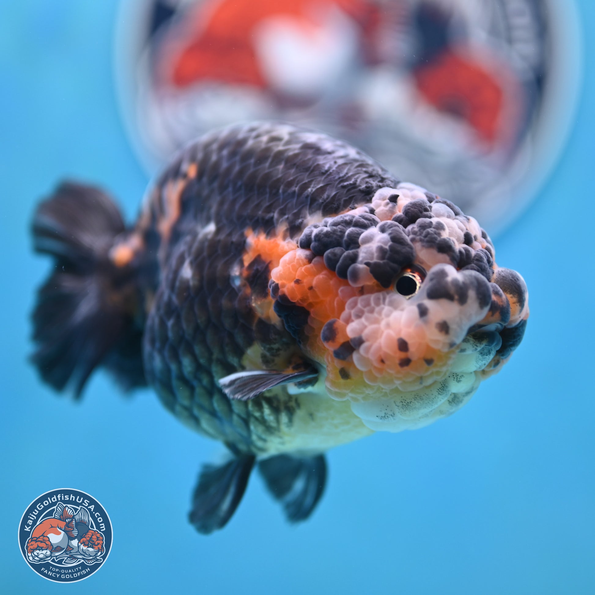 Jumbo Heavy Ink Cow Ranchu 5 inches Body - Male (250117_RC05) - Kaiju Goldfish USA
