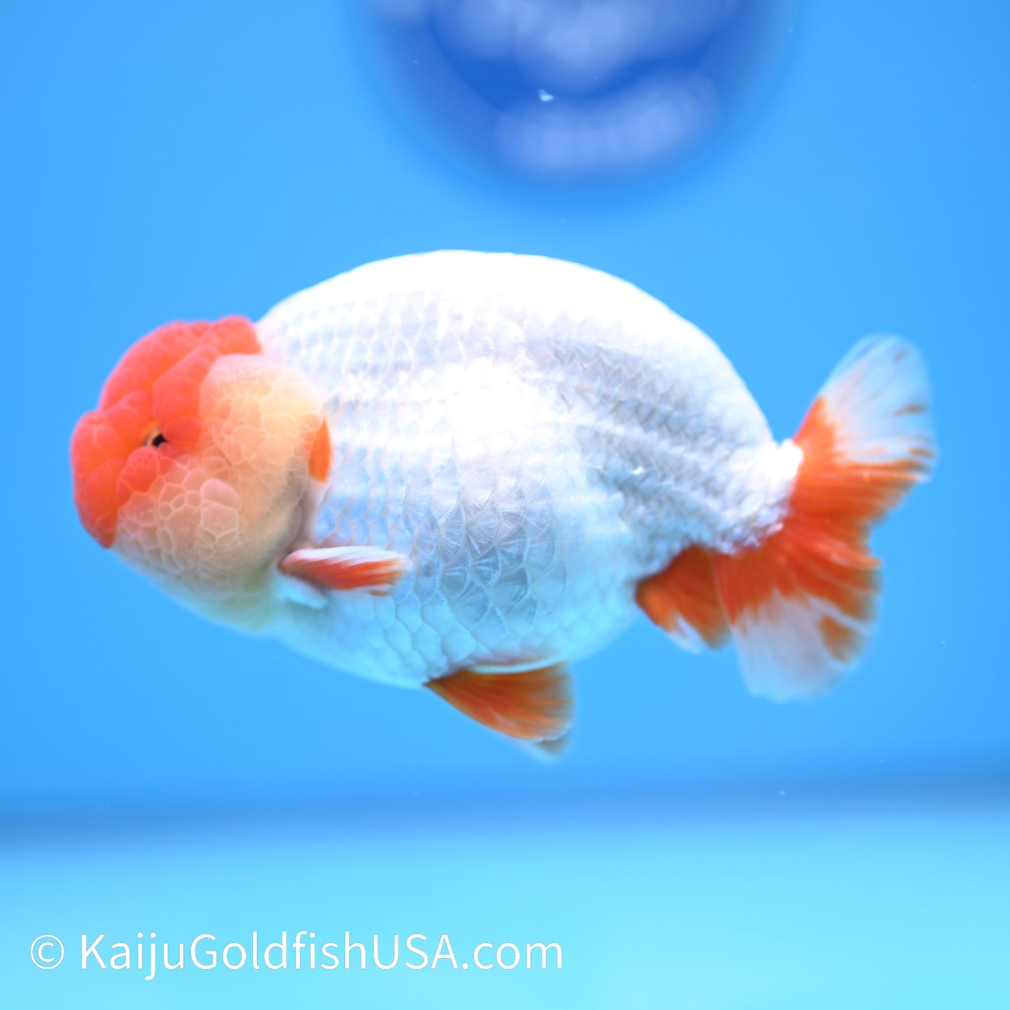 Red White Buffalo Ranchu 4.5 - 5 inches (240322_RC05) - Kaiju Goldfish USA