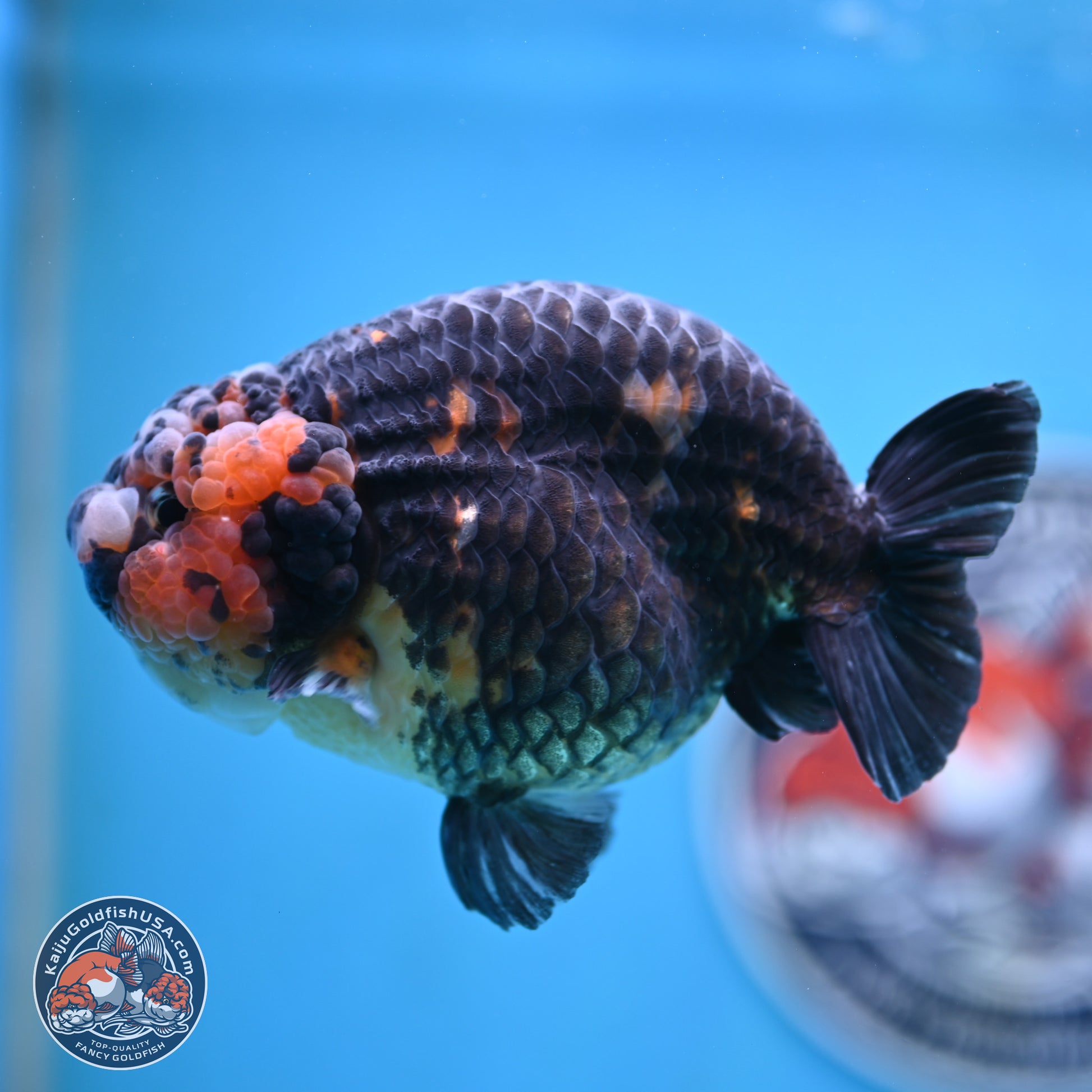 Jumbo Heavy Ink Cow Ranchu 5 inches Body - Male (250117_RC05) - Kaiju Goldfish USA