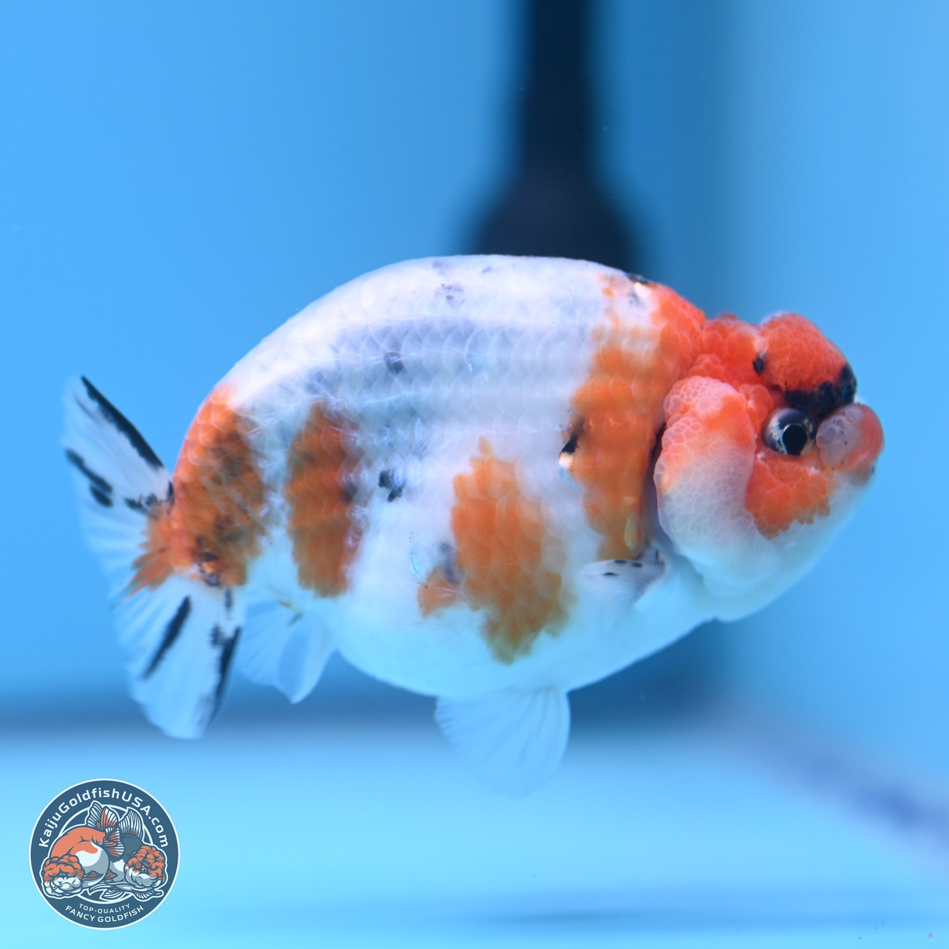 Tricolor Sakura Ranchu 3.5 inches Body - Male (241227_RC05) - Kaiju Goldfish USA