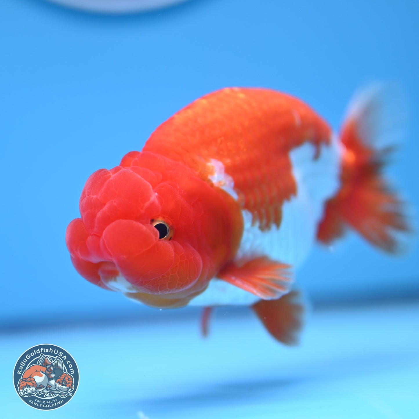 Red White Buffalo Ranchu 4.5-5.5 in (241011_RC05) - Kaiju Goldfish USA