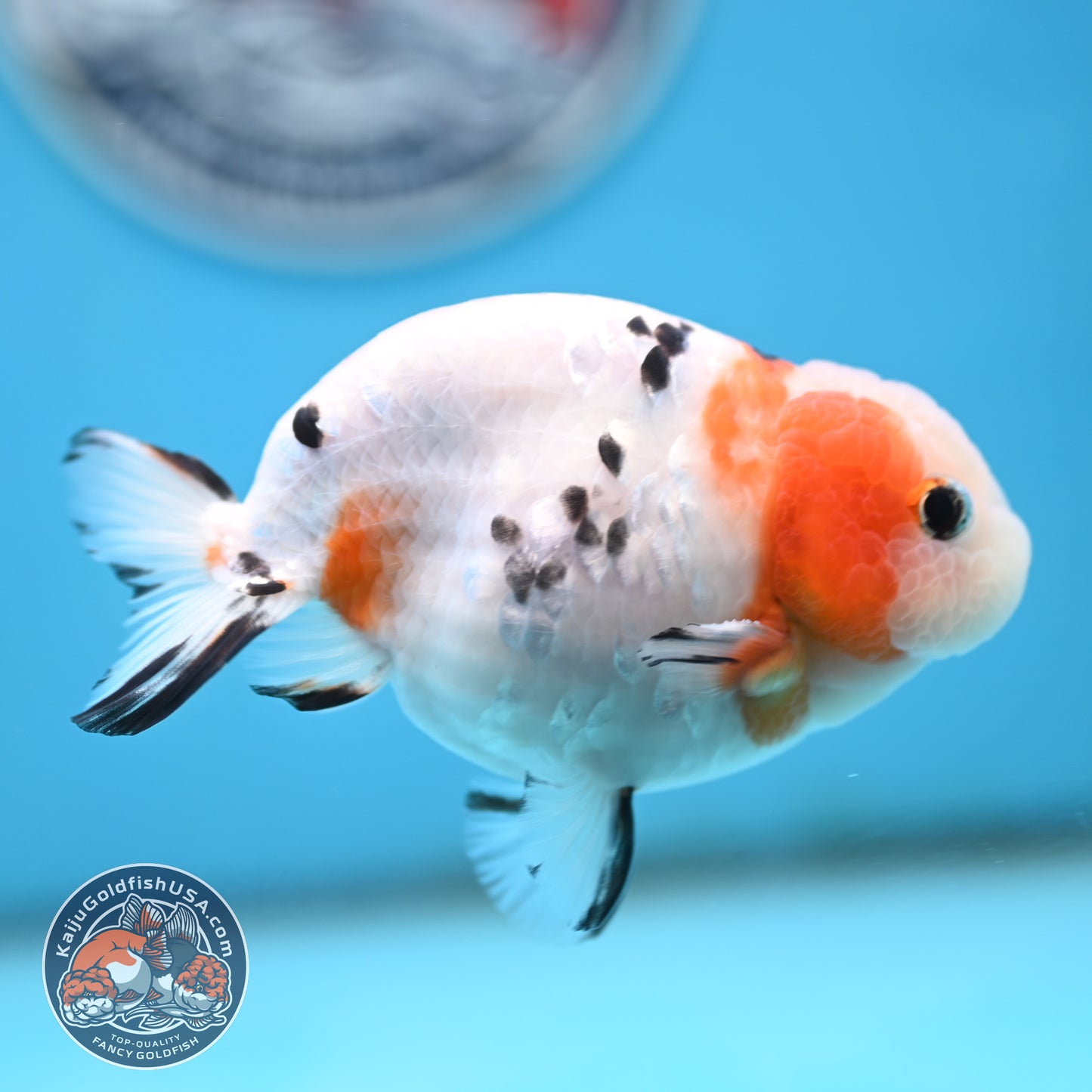 Cow Ranchu 4 inches Body - Male  (250418_RC05)